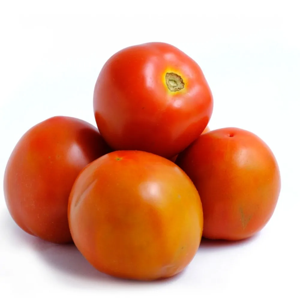 TOMATE CHONTO